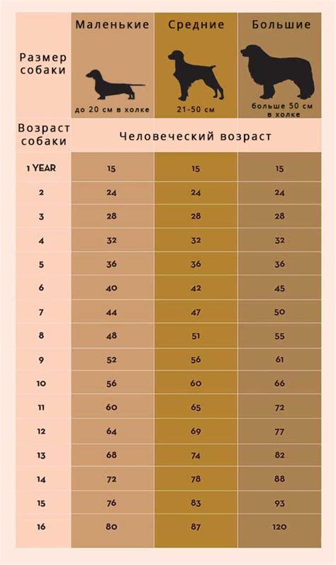 Как возраст влияет на восстановление шерсти у собаки