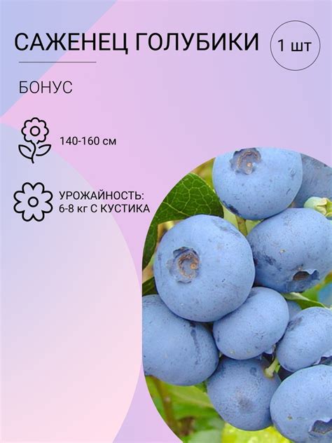 Как выбрать место для сада голубики рядом с яблоней