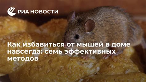Как избавиться от черных мышей в доме