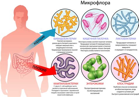 Как микрофлора формируется в организме женщины