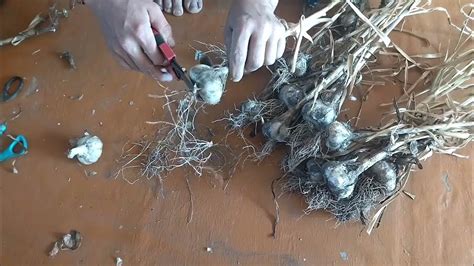 Как обрезать корни чеснока