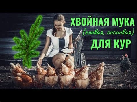 Как правильно добавлять доломитовую муку в рацион кур