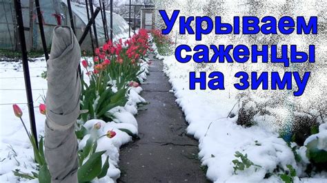 Как правильно укрыть сирень на зиму