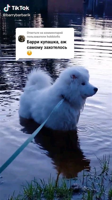 Как проверить, не голоден ли щенок перед сном