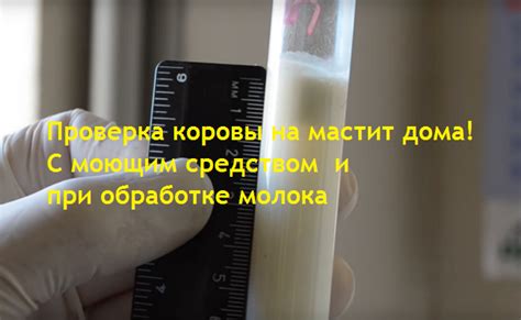 Как проверить наличие молока у свиноматки