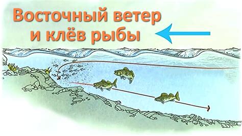 Как северо-восточный ветер влияет на поведение карася