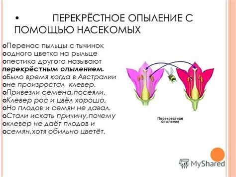 Когда и как проводить опыление