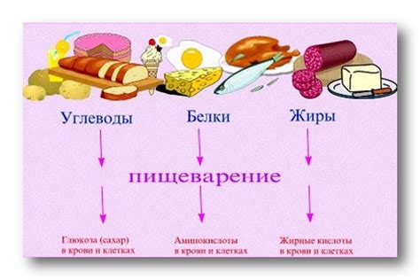 Конкуренция между вишней и можжевельником за свет и питательные вещества