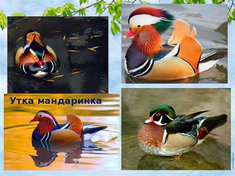 Красная книга - охрана природы