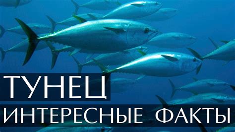 Красное море и тунец: взаимосвязь и влияние