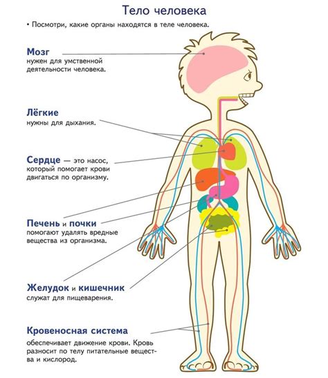 Мед и его многофункциональность в организме ребенка