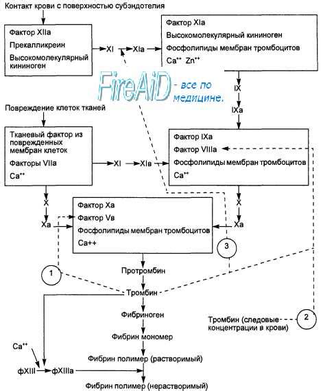 Механизмы свертывания