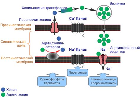 Механизм действия силикагеля