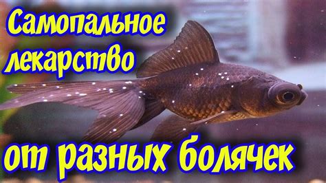 Миф или реальность: заражение человека от аквариумных рыбок