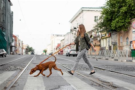 Мнение профессионального тренера собак