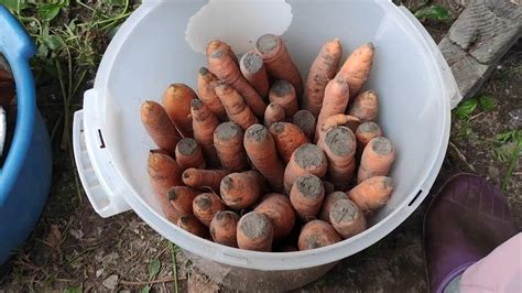Морковь в золе: плюсы и минусы