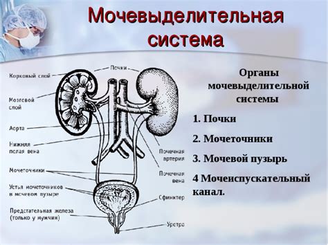 Мочевая система и образование мочи