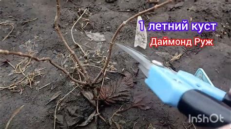 Научные объяснения: рациональный подход к обрезке яблони