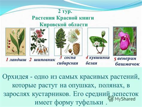 Нижние ветки: естественная особенность растения