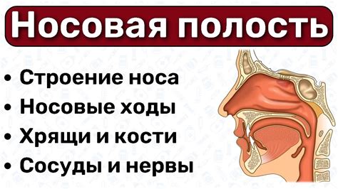 Носовое дыхание и наш организм
