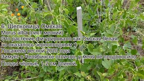 Обзор морозоустойчивости оплодотворенных шелковиц