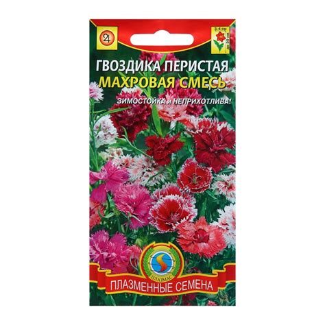 Обрезание гвоздики перистой на зиму