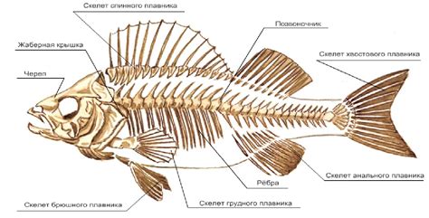 Опасность костей от рыбы для кошки
