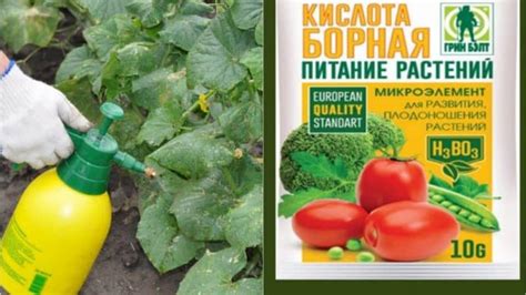 Опасность опрыскивания растений борной кислотой