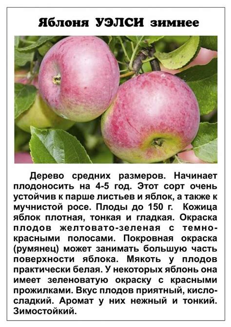 Описание плодов яблони роялти