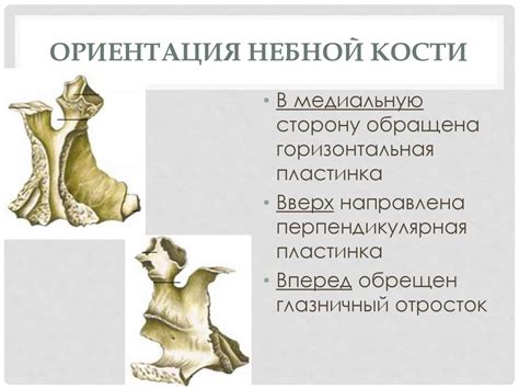 Определение принадлежности