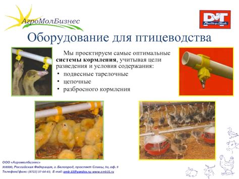 Оптимальные условия для кормления финишем
