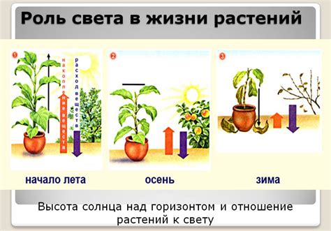 Освещение и его роль в росте растений