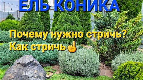 Основные причины для стрижки ели в октябре