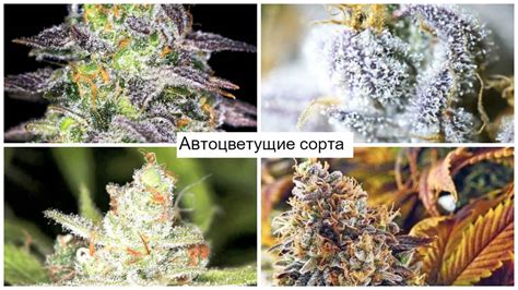 Особенности автоцветов
