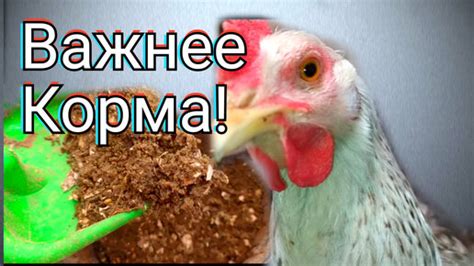 Особенности дачи сыворотки курам