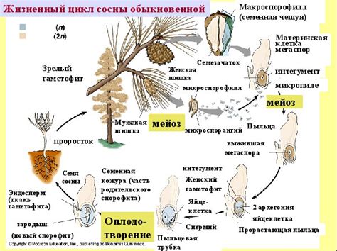Особенности жизненного цикла подснежника широколистного