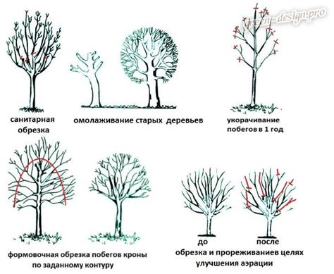 Особенности обрезки нижних веток