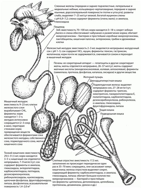 Особенности пищеварения кур