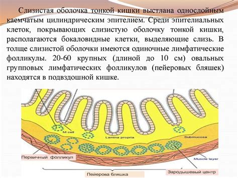 Особенности пищеварительной системы шпица