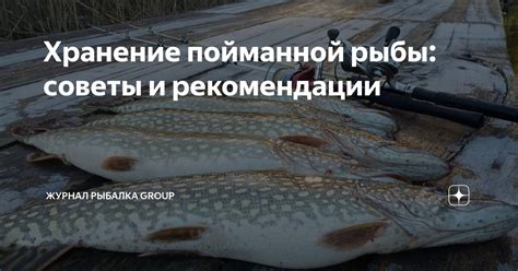 Особенности сохранения и перевозки пойманной рыбы