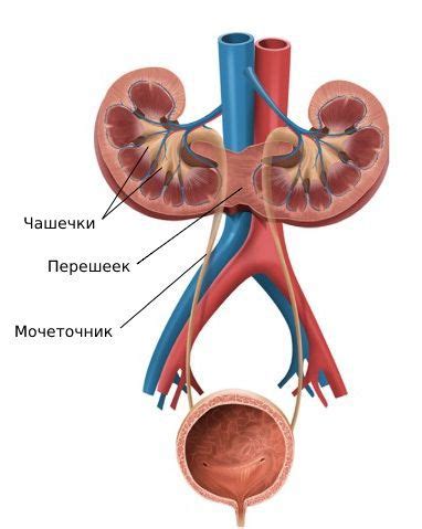 Особенности тренировок при наличии подковообразной почки