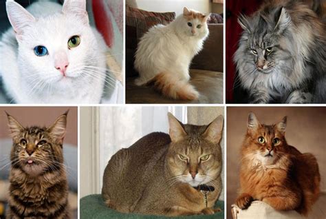 Особенности употребления скорлупы для кошачьих пород