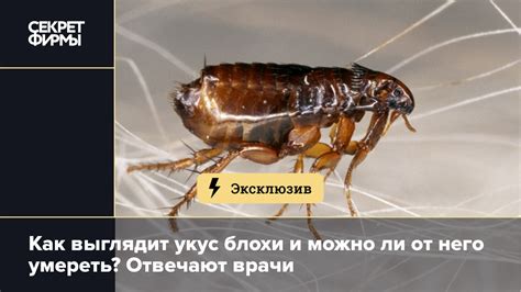 Отзывы пользователей о чемеричной воде от земляных блох