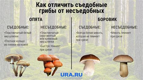 Отличия влияния просрочки на различные виды грибов