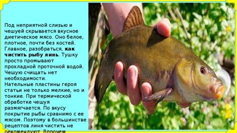 Отличия в приготовлении с чешуей и без