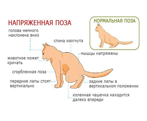 Отличия поведения кошки при болезни