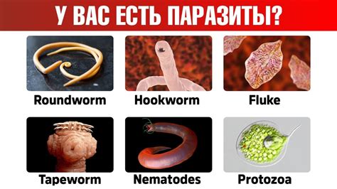 Паразиты, которые могут присутствовать в копченой скумбрии