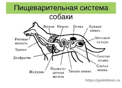 Пищеварительная система собаки и ее особенности