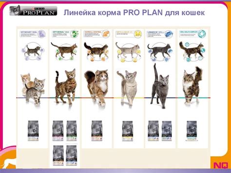 Пищевые особенности кошек