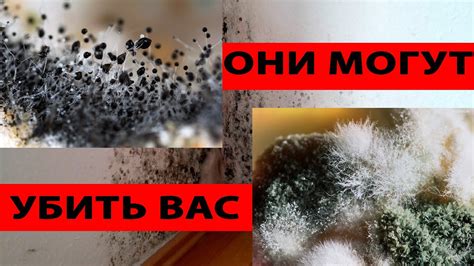 Плесень на луке - вредность и последствия для здоровья